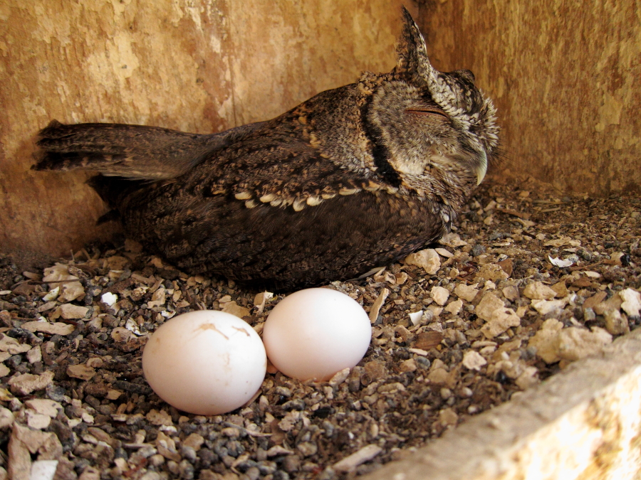 owl screech eastern box nest eggs gray bird